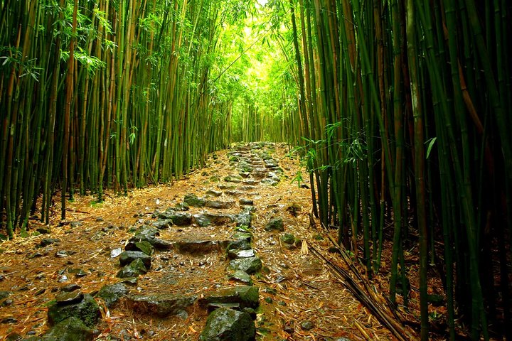 Hike Maui's Bamboo Forest